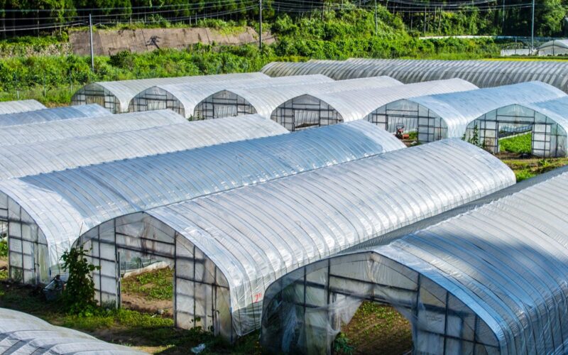 Transforme Seu Cultivo: Como Estabilizadores UV Potencializam Filmes de PE para Verdadeiras Estufas Verdes!