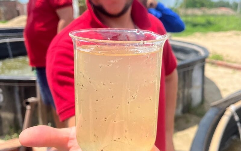 Transforme sua Colheita: Aprenda os Segredos do Cultivo de Camarões em Viveiros no Ceará!