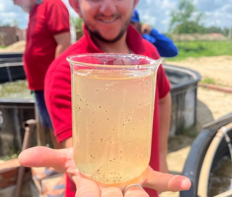 Transforme sua Colheita: Aprenda os Segredos do Cultivo de Camarões em Viveiros no Ceará! Transforme sua Colheita: Aprenda os Segredos do Cultivo de Camarões em Viveiros no Ceará!