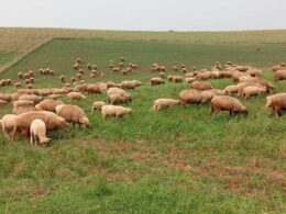 Transforme sua Fazenda: O Poder da Ovinocaprinocultura no Oeste de SC para Lucros e Sustentabilidade!