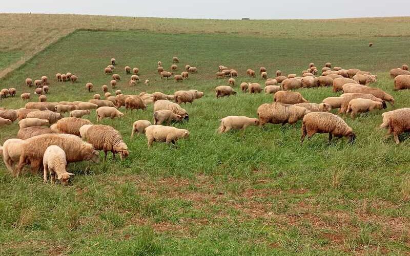Transforme sua Fazenda: O Poder da Ovinocaprinocultura no Oeste de SC para Lucros e Sustentabilidade!