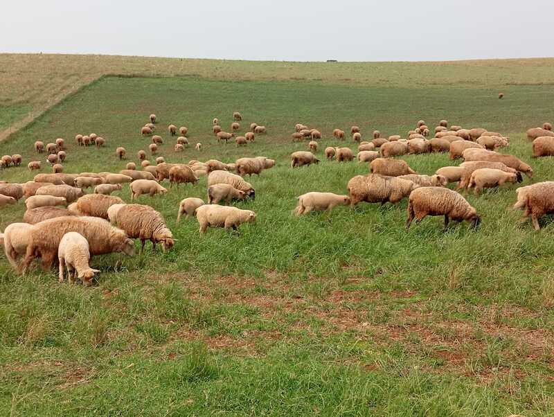 Transforme sua Fazenda: O Poder da Ovinocaprinocultura no Oeste de SC para Lucros e Sustentabilidade!