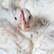 Transporte de Aves: Como Novas Normas Podem Impulsionar o Futuro do Setor Avícola Britânico!