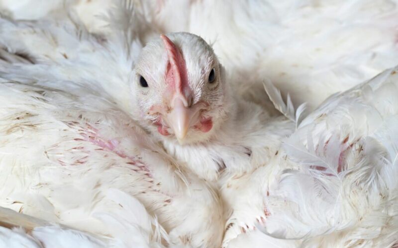 Transporte de Aves: Como Novas Normas Podem Impulsionar o Futuro do Setor Avícola Britânico!