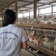 Treinamento da ADAF afia o Plano Estadual contra Influenza Aviária — mais segurança ao campo e à mesa