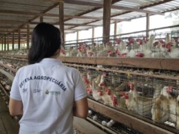 Treinamento da ADAF afia o Plano Estadual contra Influenza Aviária — mais segurança ao campo e à mesa