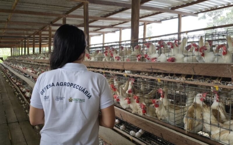 Treinamento da ADAF afia o Plano Estadual contra Influenza Aviária — mais segurança ao campo e à mesa